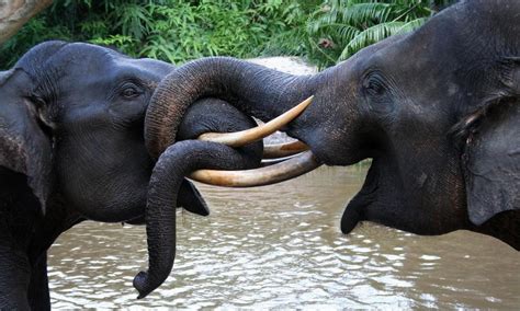 Sumatran Elephant Species Wwf