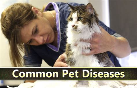 Common Pet Diseases Did You Know Pets
