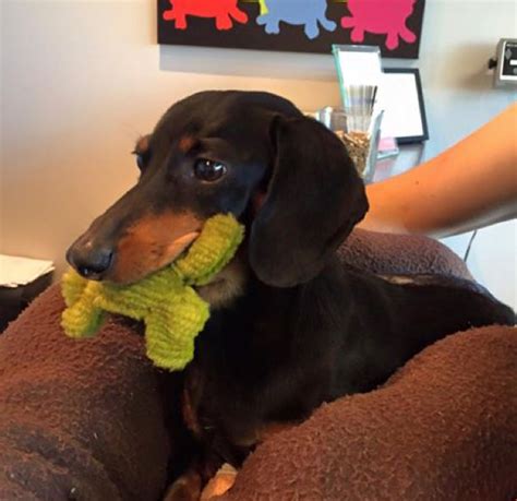 Doxie Rescue Of Bucks County And Nj Reviews And Ratings Morrisville Pa