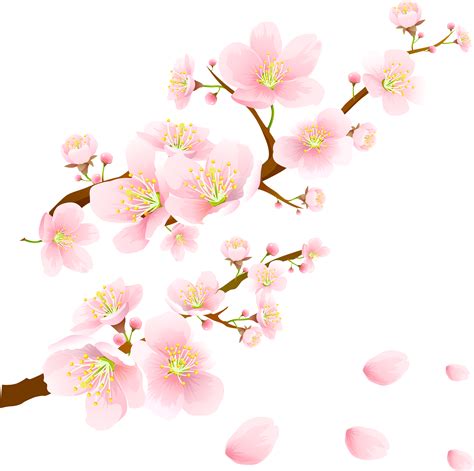 Sakura Png Transparent Image Download Size 2900x2887px