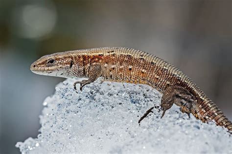 The Lizard In The Snow Lat Lacerta Agilis Stock Photo Image Of