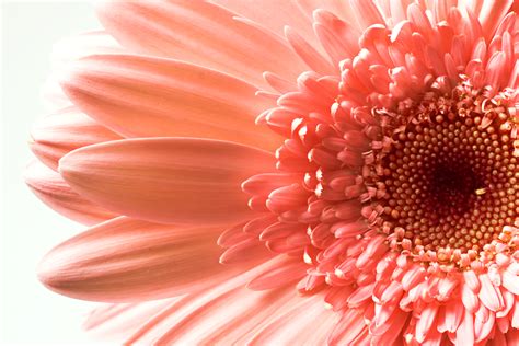 Free Photo Gerbera Flower Bloom Gerbera Summer Free Download