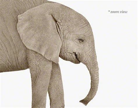 Baby Elephant Print Project Nursery