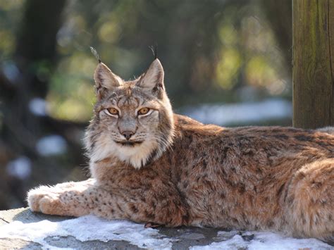 Filelynx Lynx Luchs 05 Wikimedia Commons