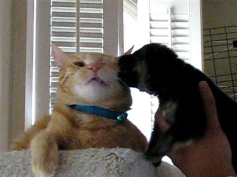 Most german shepherds are good with other dogs and cats in their own family. Hungry German Shepherd Eats Cat! - YouTube