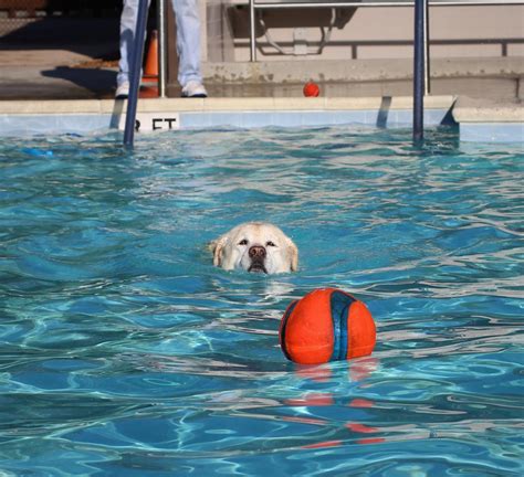 Dog Swim Days 2023 Swimming Pools Go To The Dogs Pet Friendly Travel