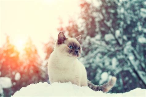 Let's see vet clinic names for your startup idea! Comfort and Joy: How You Can Help Pets in Need | Lone Tree ...