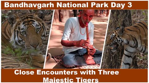 Bandhavgarh National Park Episode Unveiling The Land Of Tiger