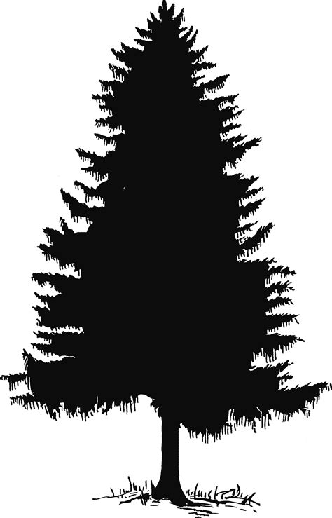 Pine Tree Tree Silhouette And Clip Art On 2