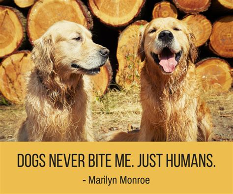 25 Cute And Funny Dog Quotes Puppy Leaks