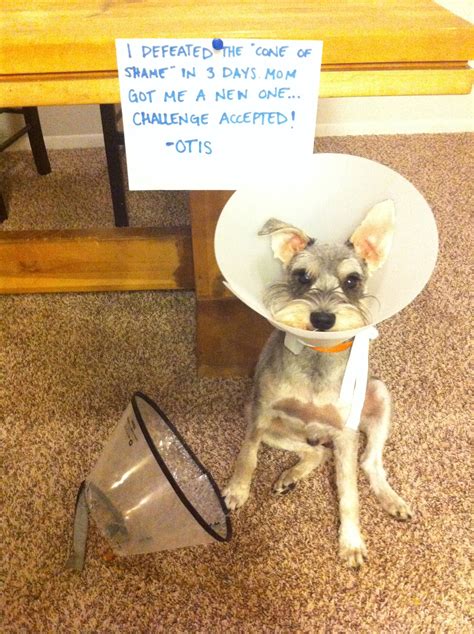 Otis Vs Cone Of Shame Cute Funny Animals Animal Shaming Funny Dog