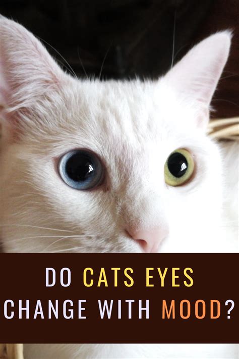 5 Fun Facts About Cats Eye Colors That Will Astonish You Fun Facts