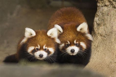 Red Panda Baby Red Panda Types Of Pandas