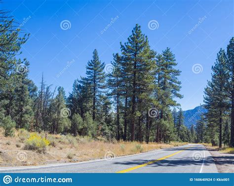 Tall Green Pines Beside Narrow Road Stock Photo Image Of Idyllic