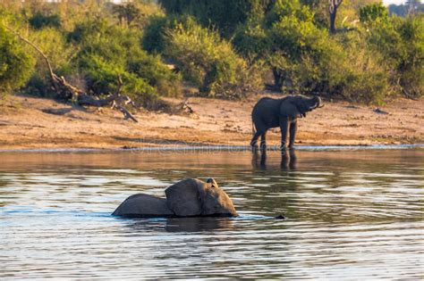 Elefante Bonito No Parque Nacional De Chobe Em Botswana Imagem De Stock