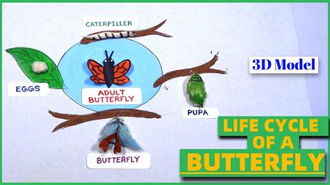 Model Of Life Cycle Of A Butterfly D Model Of Life Cycle Of A