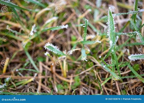 Close Up Of Grasses With Ice Crystals Stock Photo Image Of Flora