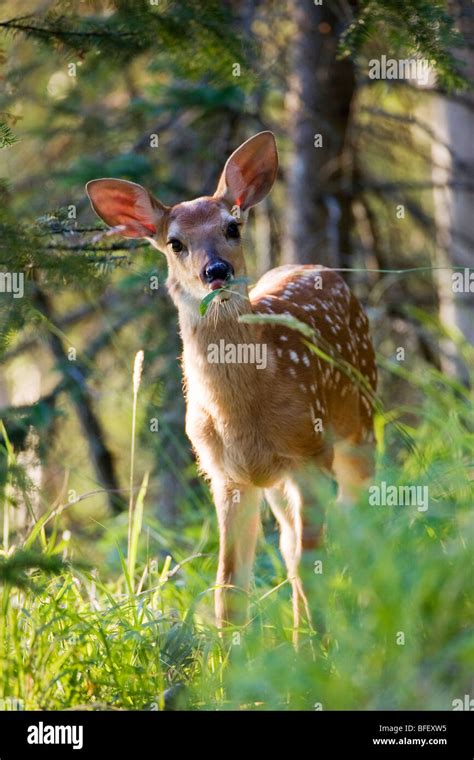 White Tail Deer Fawn Odocoileus Virginianus Chewing On Leaves In