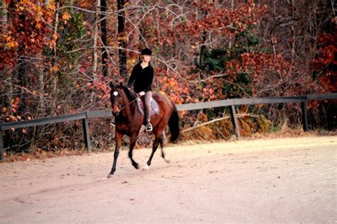 Fall Riding Horses All About Horses Equestrian