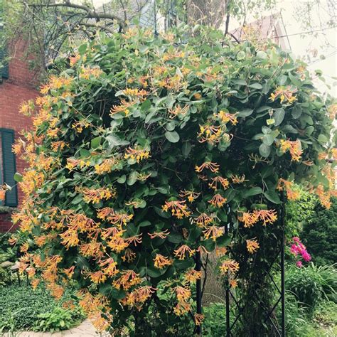 Brown's kamperfoelie dropmore scarlet is een al lang bekende variëteit, in het midden van de vorige eeuw gekweekt door canadese fokkers. Lonicera × brownii 'Dropmore Scarlet', honeysuckle ...