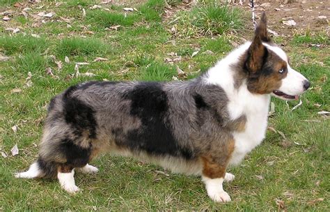 Colors Of The Cardigan Welsh Corgi The Cardigan Welsh Corgi Club Of America