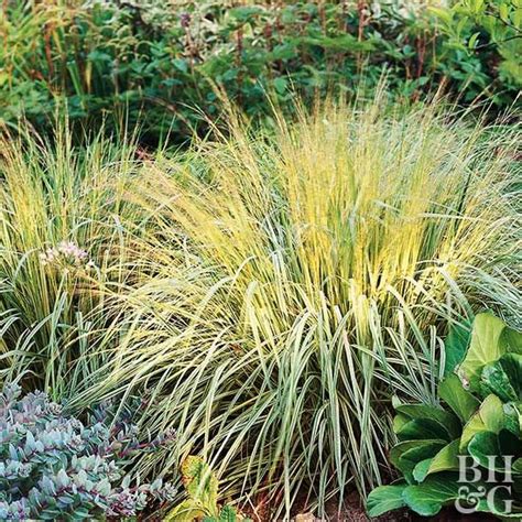 21 Of The Best Ornamental Grasses To Add Unbeatable Texture To Your