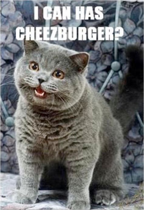 I Can Has Cheezburger Blog Leads To A Web Empire The New York Times