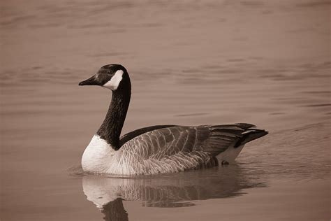 Loose Goose There Are Still Quite A Few Geese That Havent Flickr