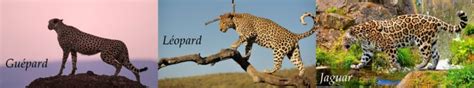 Leopard Guepard Jaguar Wallpapers Hd Desktop And Mobile Backgrounds