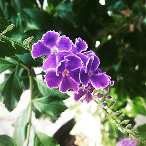 The duranta erecta is a flowering shrub that grows in zones 10 and 11. Duranta erecta 'Sapphire Showers', Picotee Sky Flower in ...