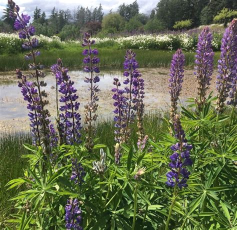 Perennial Lupine Seed 50 Seeds Lupinus Perennis Etsy