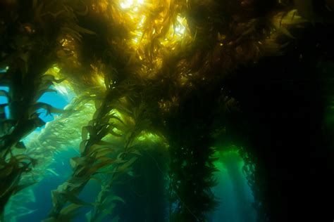 Giant Kelp Visiondive