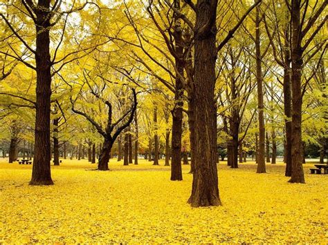 Golden Forest Japan Yellow Tree Landscape Nature