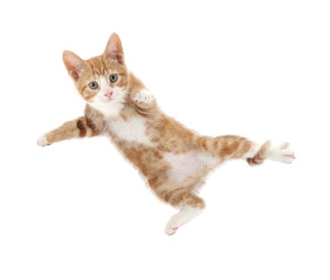 Home Cat Png Ginger Kitten Ginger Cats Cats And Kittens