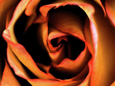 Rose Macro 1 Photograph By Linda Weyers Fine Art America