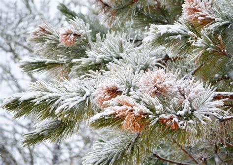 Snow Covered Pine Tree Stock Image Image Of Forest Branch 64934335