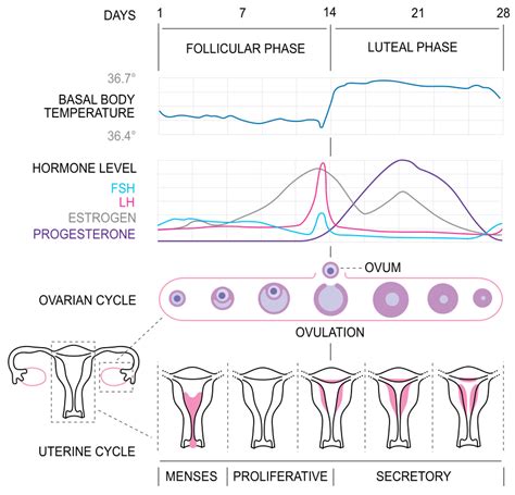 Menstrual Cycle Introduction Duration Phases Biology Vrogue Co
