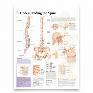 Anatomical Chart Poster For The Spine Human Body Anatomy Wall Chart