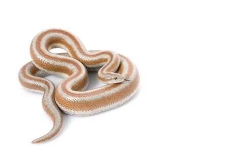 Rosy Boa Care Guide And Prices Petsoid