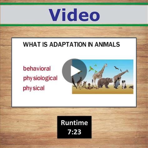 Cool Animal Adaptations Video Handout And Worksheets Create Your