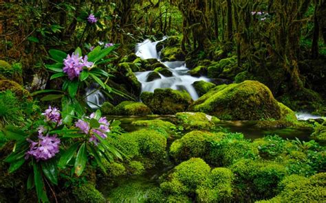 Hd Nature Wallpapers Widescreen Natural Fresh Desktop