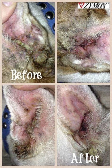 Dog Yeast Infection Ear Treatment Loankas