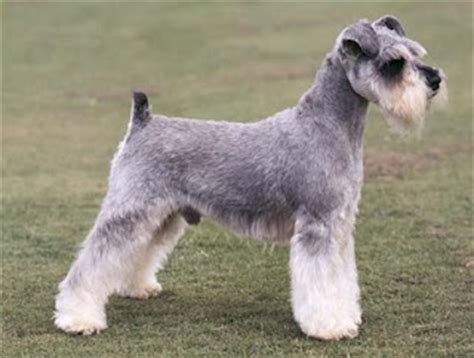 See who's pregnant at royal schnauzers and which puppy you could be taking home next. Miniature Schnauzer | The eBestiary