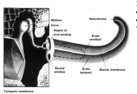 Figure 3 From Chapter 2 The Peripheral Auditory System Semantic Scholar