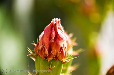 Shutter Mike Photo Of The Day Budding