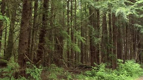 Bosques Templados Qué Son Características Clima Flora Y Fauna