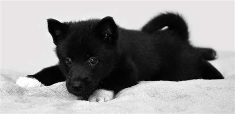 Black Husky Everything You Need To Know About Black Siberian Huskies