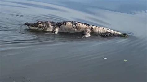 Alligator Seen Carrying Dead Alligator On Its Back In Bizarre Scene On