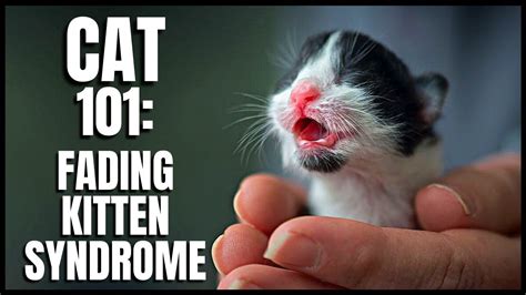 Cat 101 Fading Kitten Syndrome Youtube