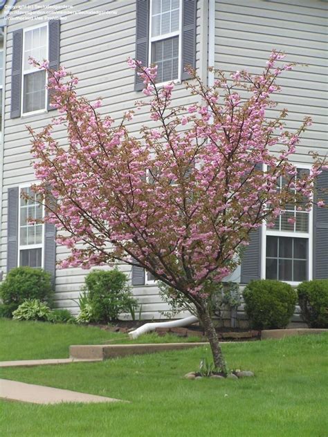 Early spring blooming with dark pink flowers. Full size picture of Flowering Cherry, Sheraton Cherry ...